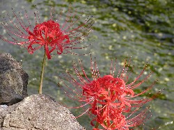20040909samegai s016.jpg
